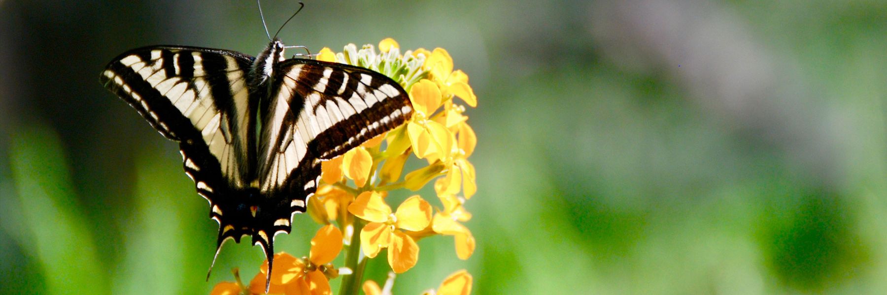 Pale Swallowtail (Papilio eurymedon) pollinating. Credit: Michelle Lee