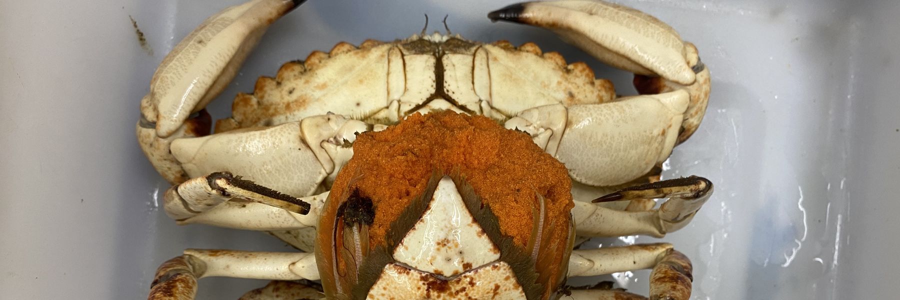 Yellow rock crab (Cancer antennarius) egg mass. Credit: Zoe Zilz